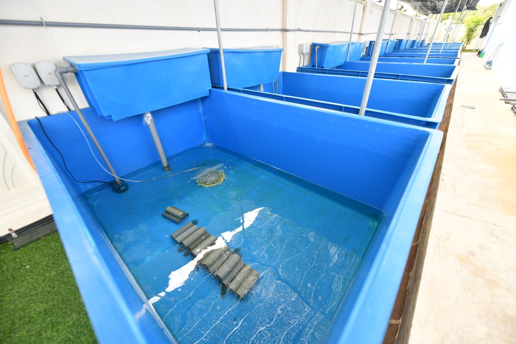 SMART Aqua system monitors water quality to produce quality crayfish